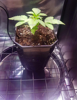 Три пары листьев