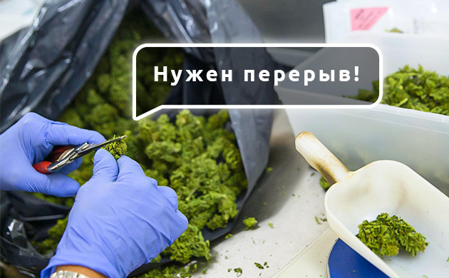 Недостатки ручной обрезки соцветий марихуаны