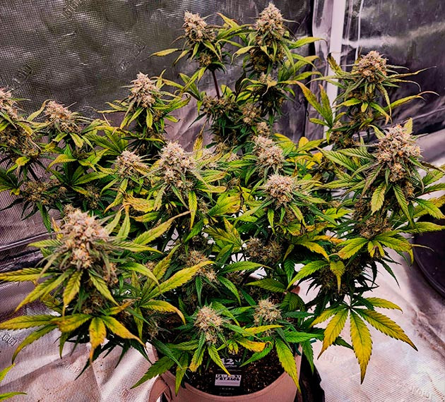 Цветение куста Gorilla Zkittlez Auto от FastBuds