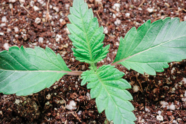 Росток Girl Scout Cookies от сидбанка Blimburn Seeds