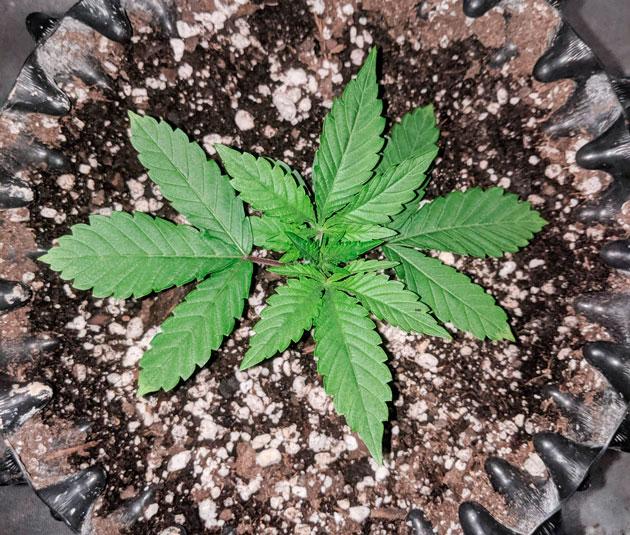 Росток Sapphire OG от Humboldt Seed Organization на 2 неделе