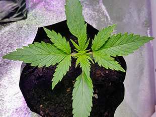 Росток сорта марихуаны Crime Caramel Auto