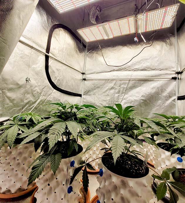 Каннабис с активно развивающимися боковыми ветвями