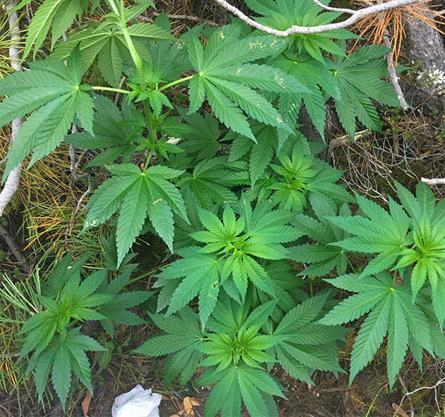 Кусты на стадии вегетации