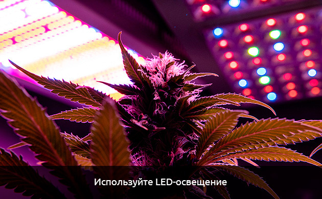 Конопля коричневого цвета