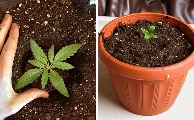 Пересаживание ростка в горшок побольше