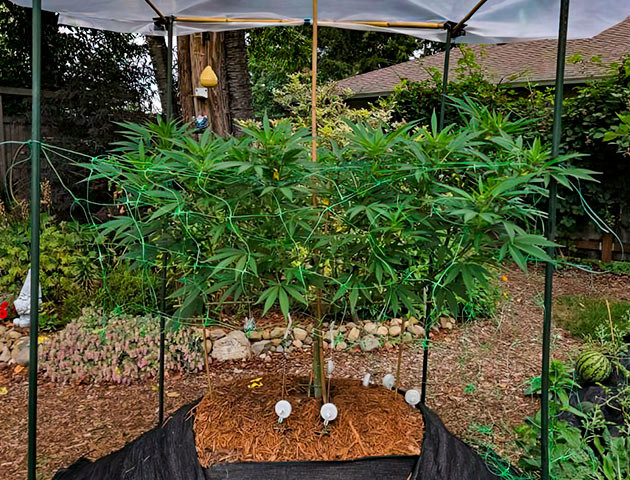 Куст Gorilla Cookies FF на 19 неделе выращивания