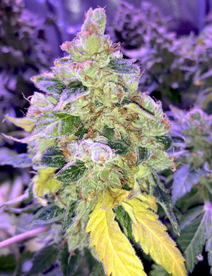 Вода для конопли