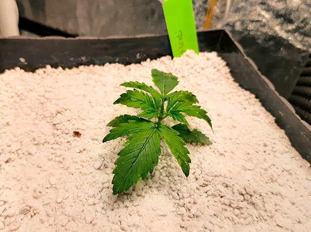 Растение Tashkenti Auto на 2 неделе выращивания