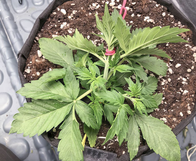 Полив и удобрения Pink Rozay Auto