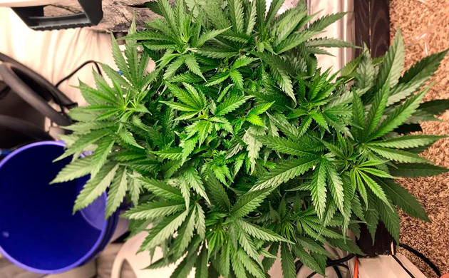 Густые листья куста