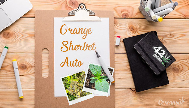 Гроурепорт сорта марихуаны Orange Sherbet Auto