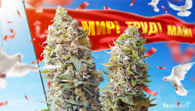 Мир труд май