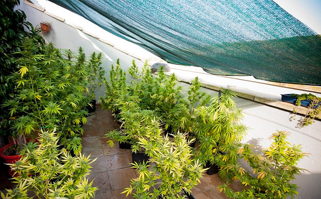 Затеняющая сетка над кустами конопли