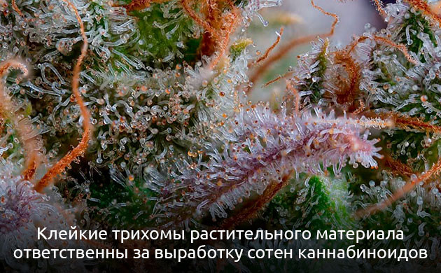 Биосинтез каннабиноидов в трихомах каннабиса