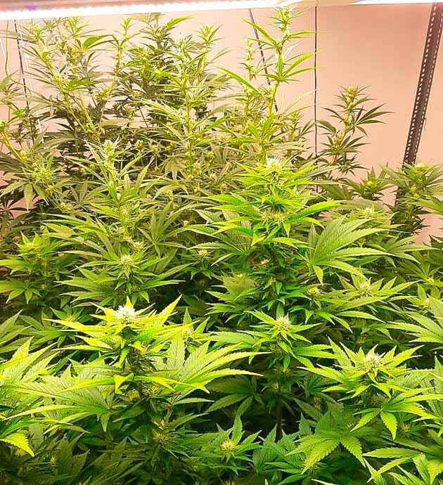 Кусты Persian Pie от GHS на 9 неделе выращивания