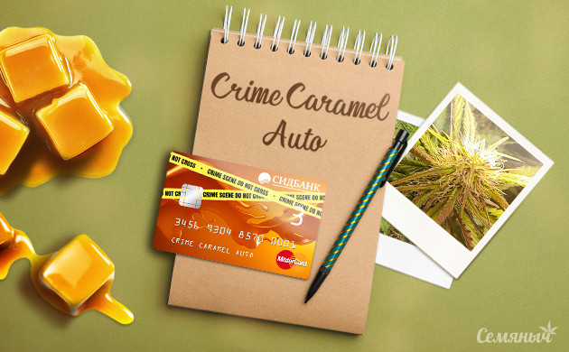 Гроурепорт сорта марихуаны Crime Caramel Auto fem