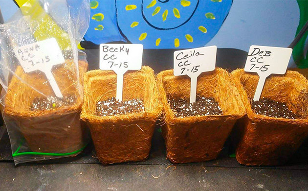 Появление росточков в кокосовых стаканчиках