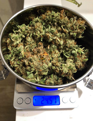Урожай Amherst Sour Diesel
