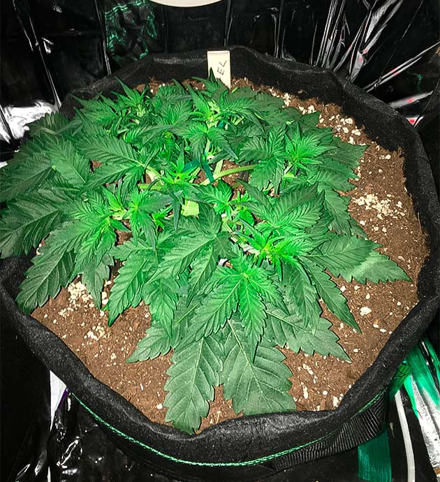 4 неделя выращивания сорта Gelato Auto