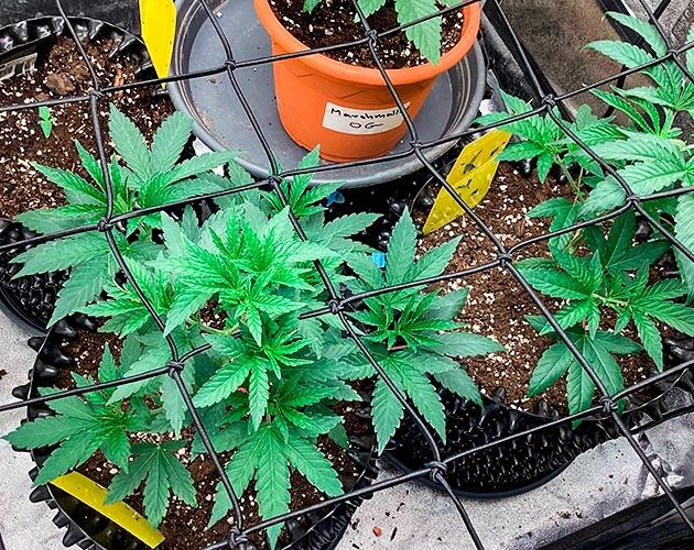 Конопля под сеткой ScrOG