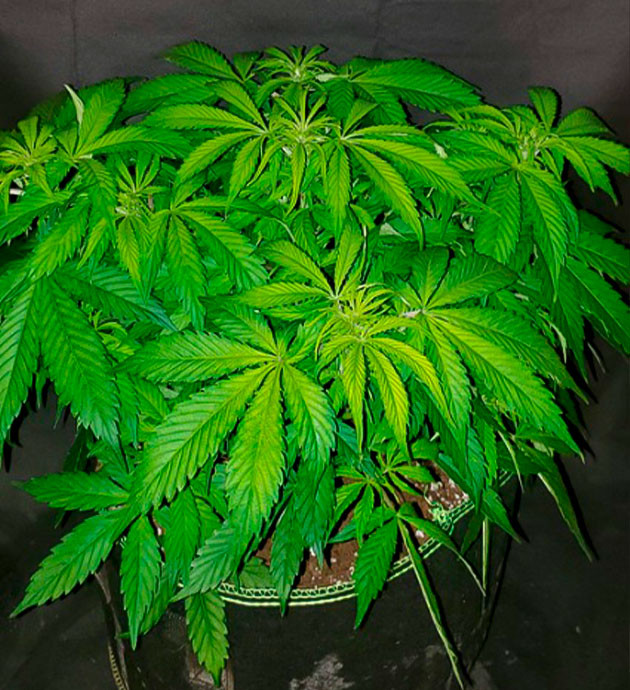 Появление точек роста шишек