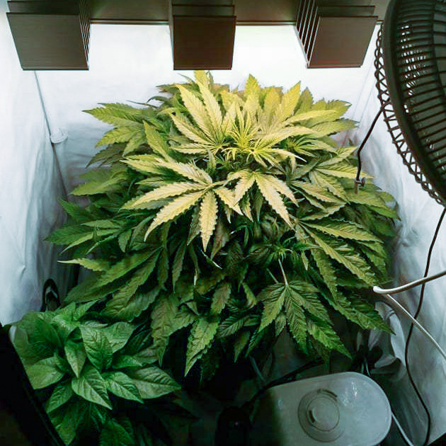 Цветение конопли