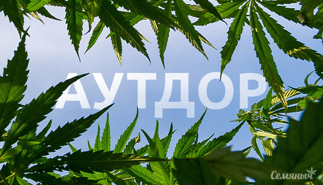 Как подготовиться к выращиванию марихуаны в аутдоре