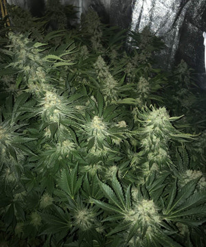 Начало промывки марихуаны