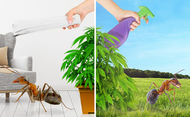 Методы борьбы с муравьями в индоре и аутдоре