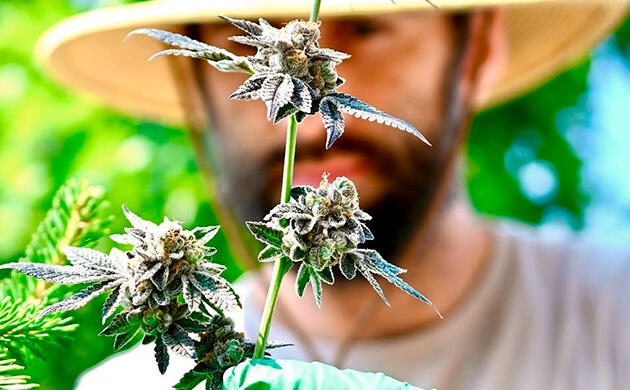 Автоцветущая версия AK-48