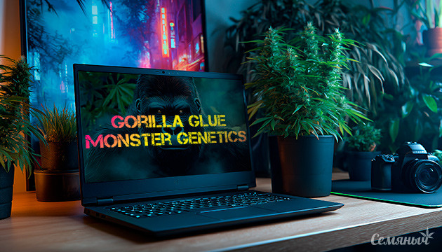 Гроурепорт сорта Gorilla Glue от Monster Genetics