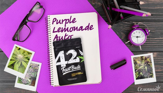 Гроурепорт сорта конопли Purple Lemonade Auto
