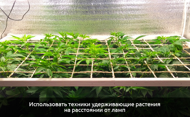 Коричневая конопля из-за избытка света