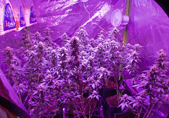 9 неделя цветения White Widow