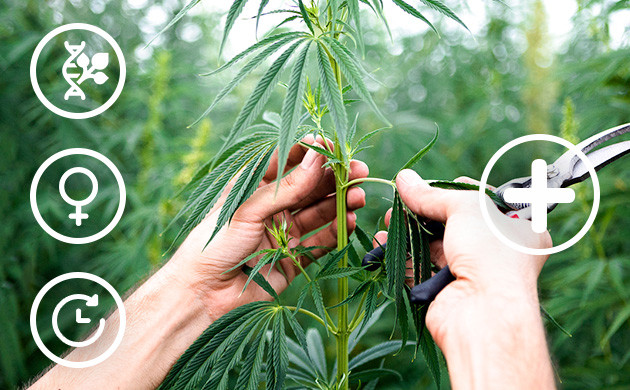 Клонирование конопли