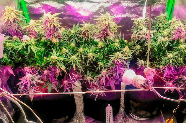 Усиление света для финального набора массы Конопля на 7 неделе роста