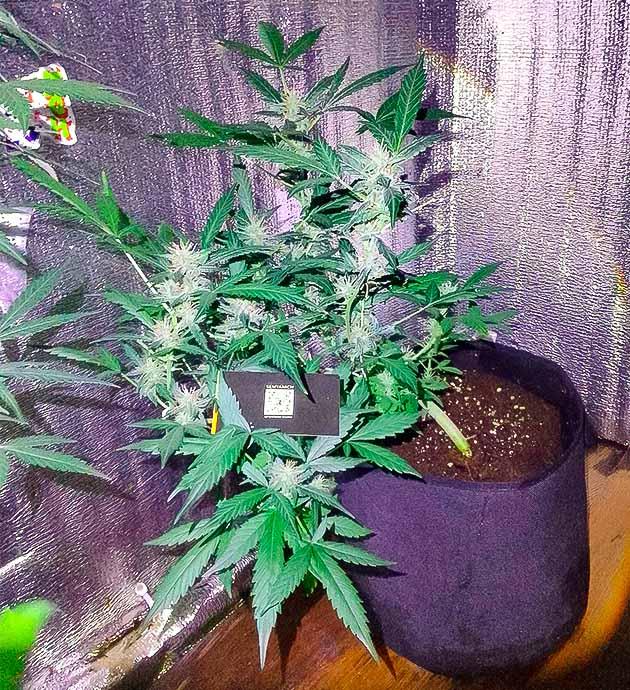 Куст Sexy Cinderella Auto на 10 неделе развития