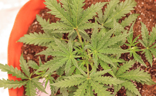 Реакция Purple Juice Auto на удобрения