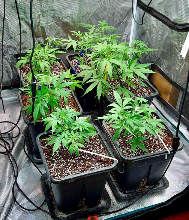 Кусты сорта Medusa F1 Auto ростом 20 см