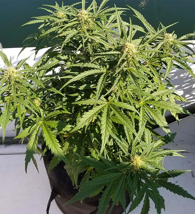 Куст Auto White Widow на 8 неделе выращивания