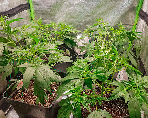 Стимуляция цветения куста Skywalker Haze