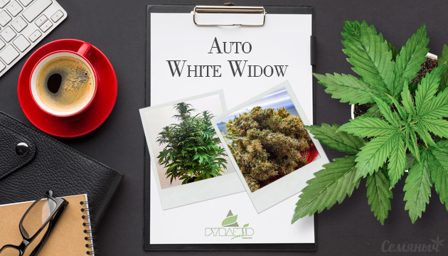 Гроурепорт сорта Auto White Widow fem от Pyramid Seeds