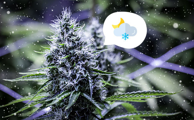 Наступление холодов в жизни каннабиса