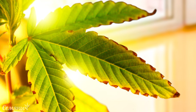 Причины сухих листьев конопли