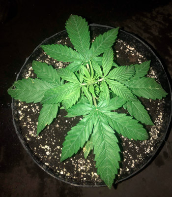 7 неделя выращивания Pineapple Express auto