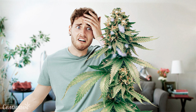 Плесень на конопле