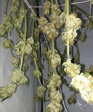 Сушка веток марихуаны