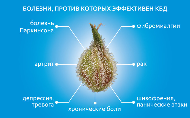 Каннабидиол (КБД) и его терапевтические свойства