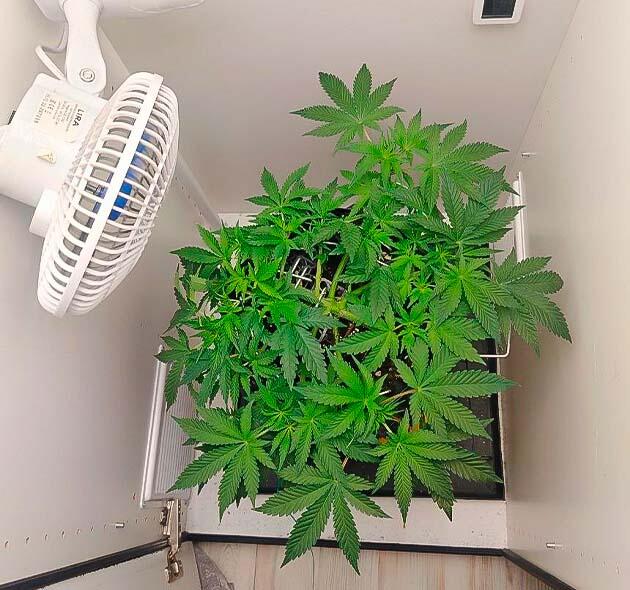 Развитый куст каннабиса перед началом цветения при режиме 12/12